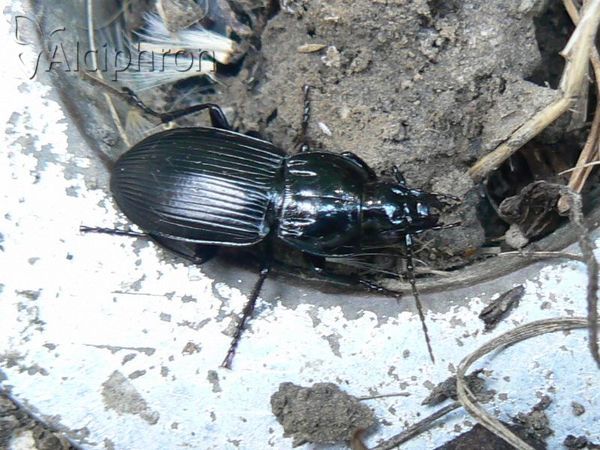 Abax parallelepipedus