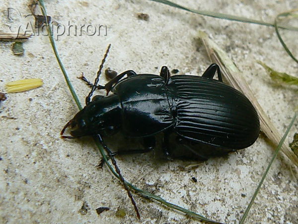Abax parallelepipedus