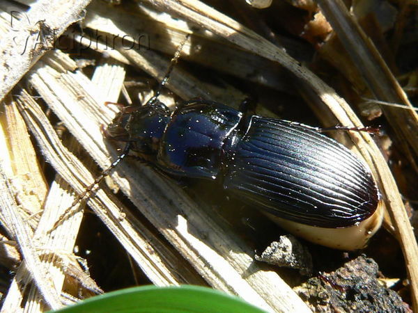 Abax parallelus