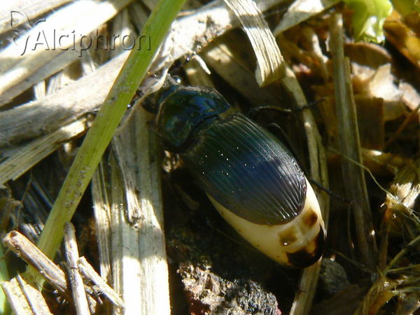 Abax parallelus