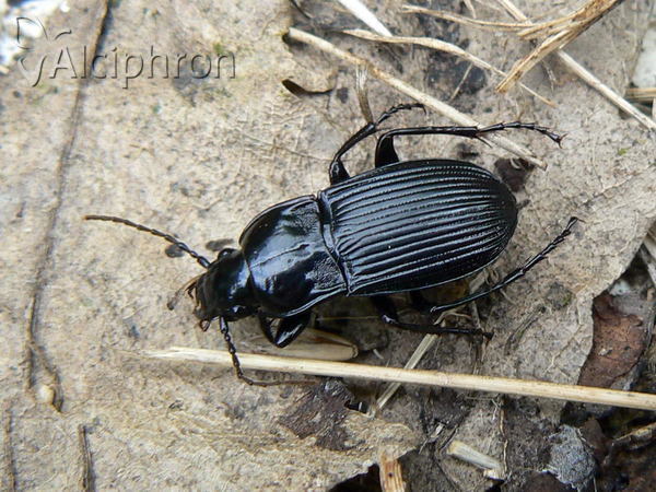 Abax carinatus