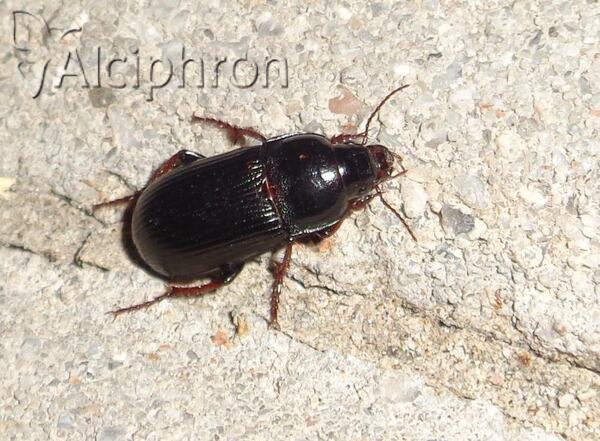Zabrus tenebrioides