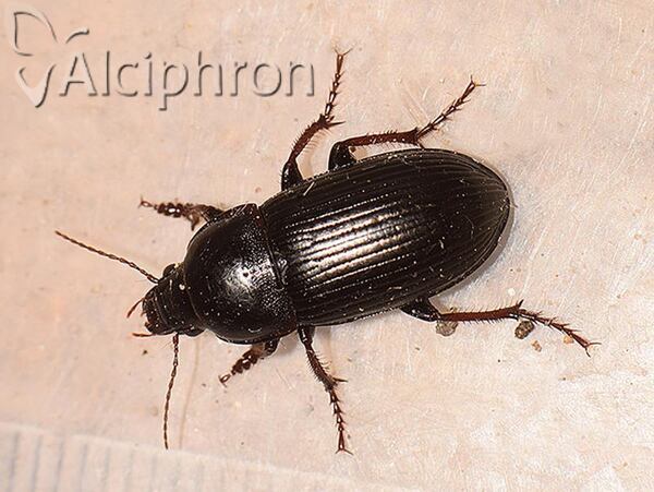 Zabrus tenebrioides