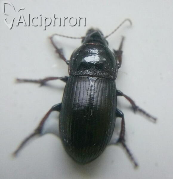Zabrus tenebrioides