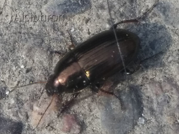 Amara aenea