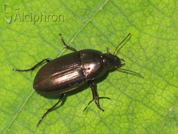 Amara aenea