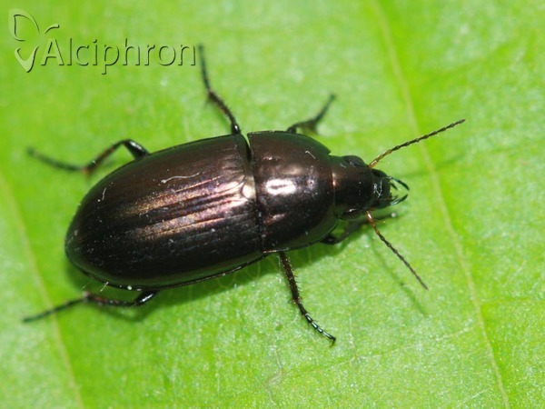 Amara aenea