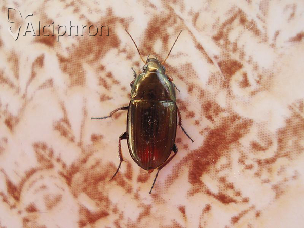 Amara aenea