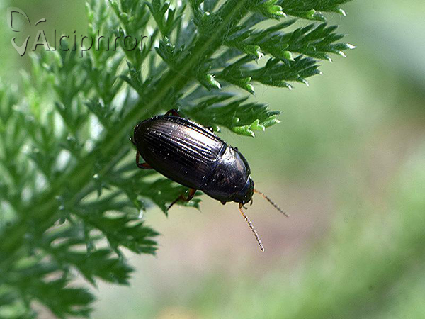 Amara familiaris