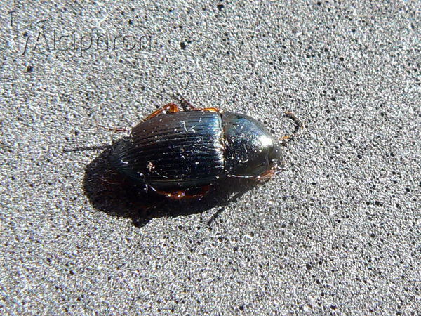 Amara saphyrea
