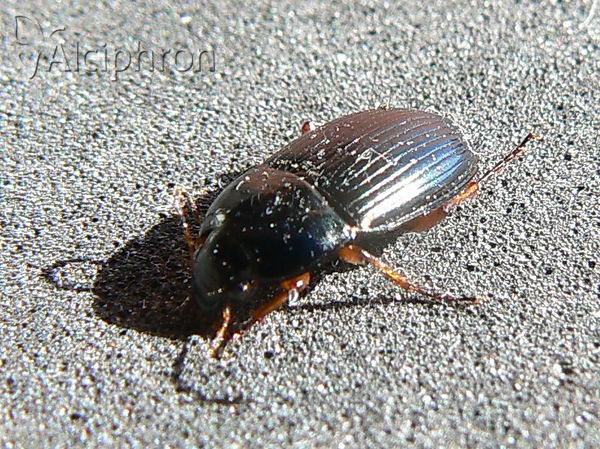 Amara saphyrea