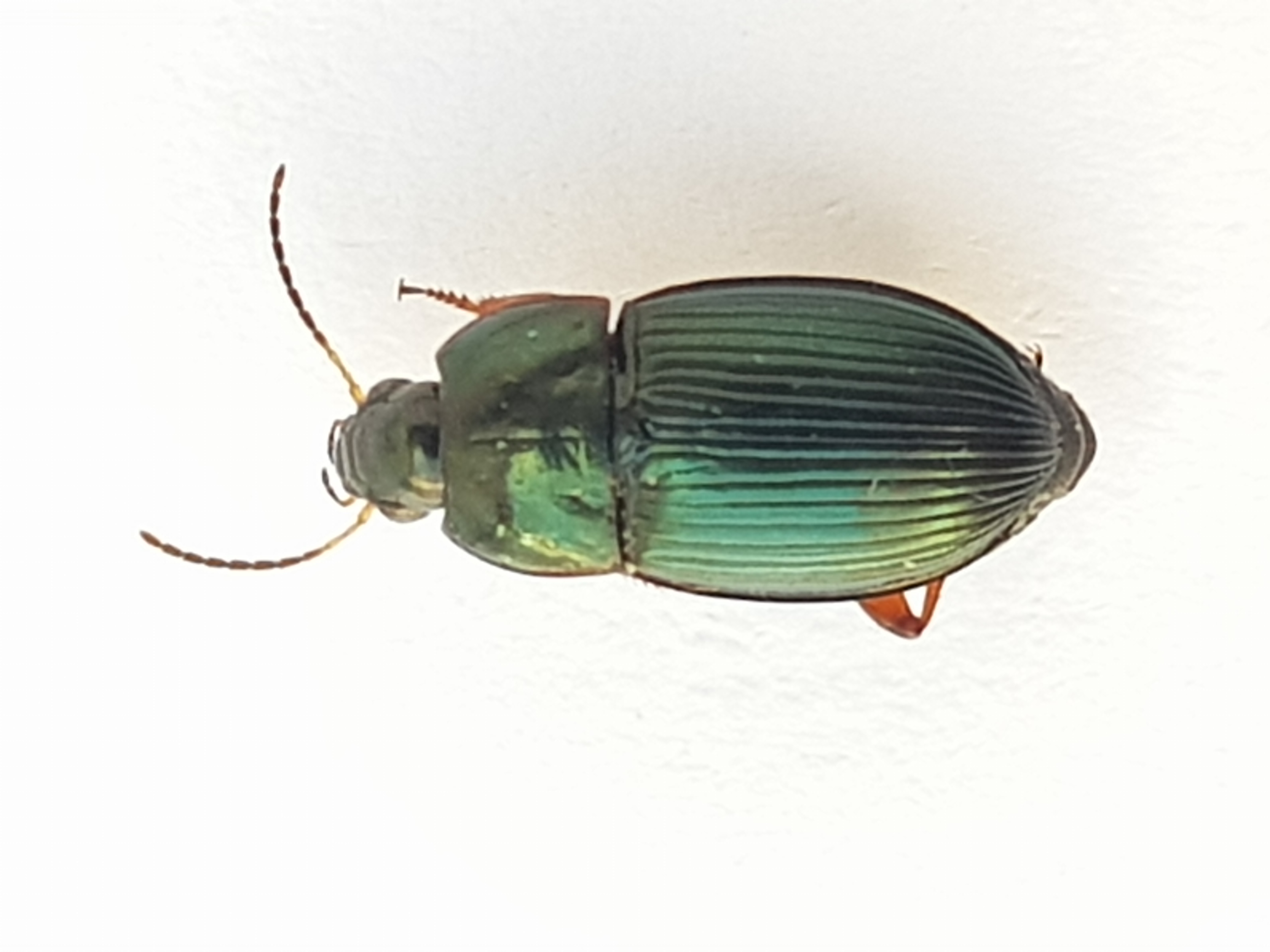 Amara saphyrea