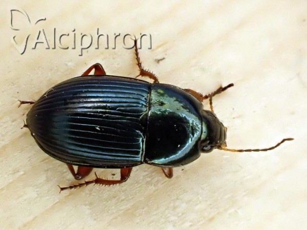 Amara saphyrea