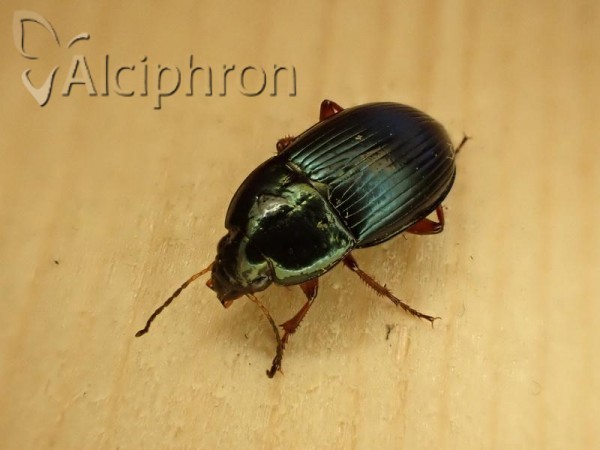 Amara saphyrea