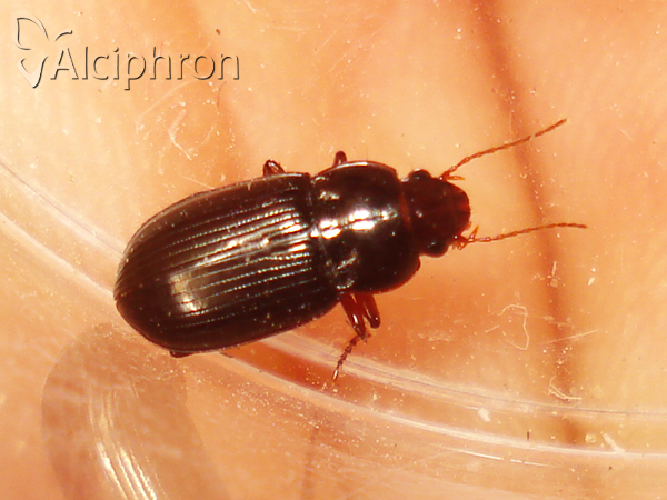 Amara apricaria