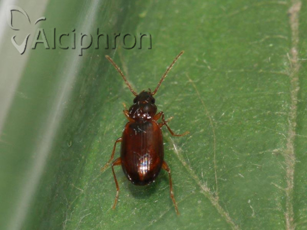 Trechus quadristriatus