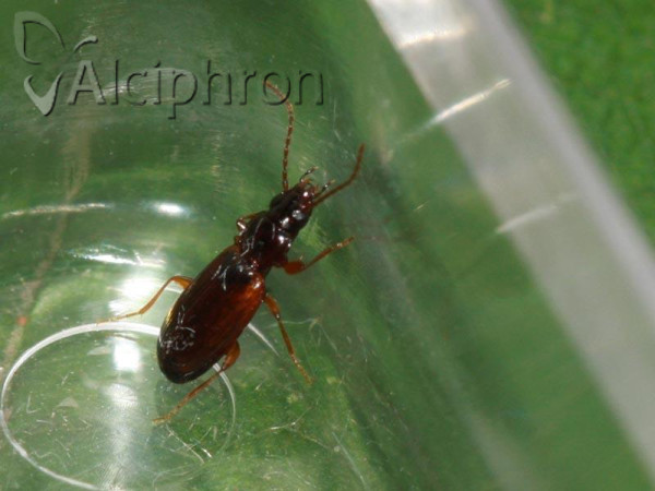Trechus quadristriatus