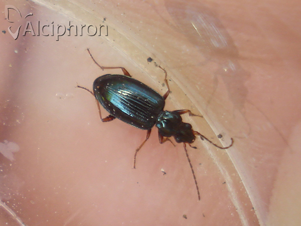 Bembidion deletum