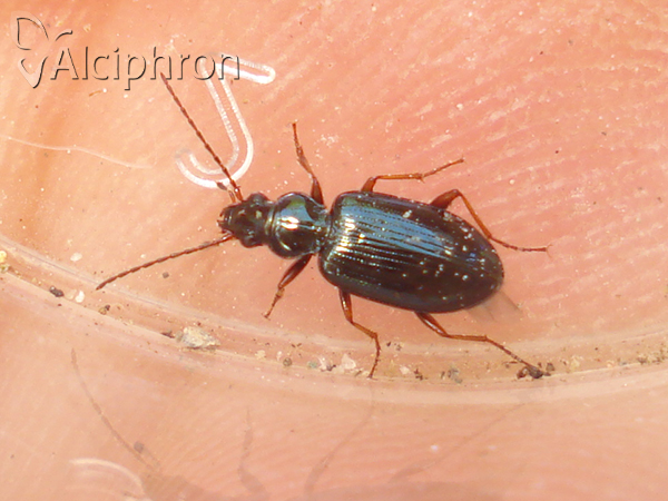 Bembidion deletum