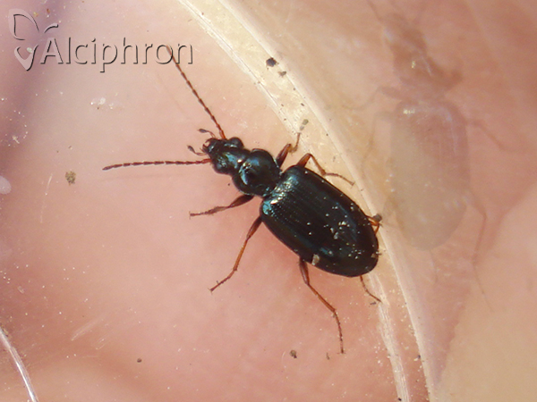 Bembidion deletum