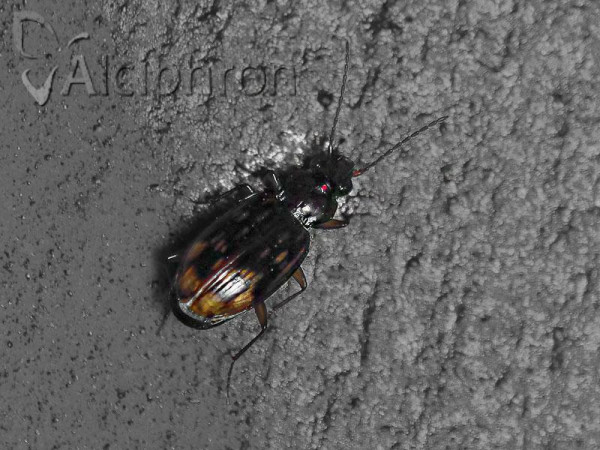 Bembidion octomaculatum