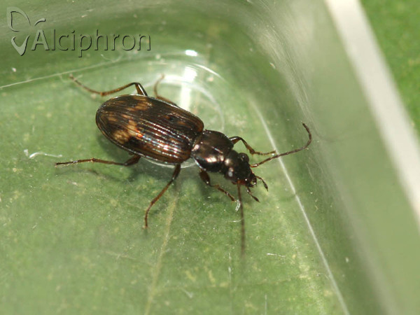 Bembidion dentellum