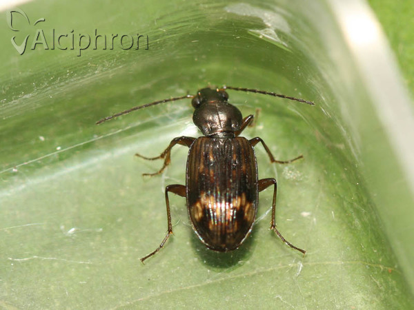 Bembidion dentellum