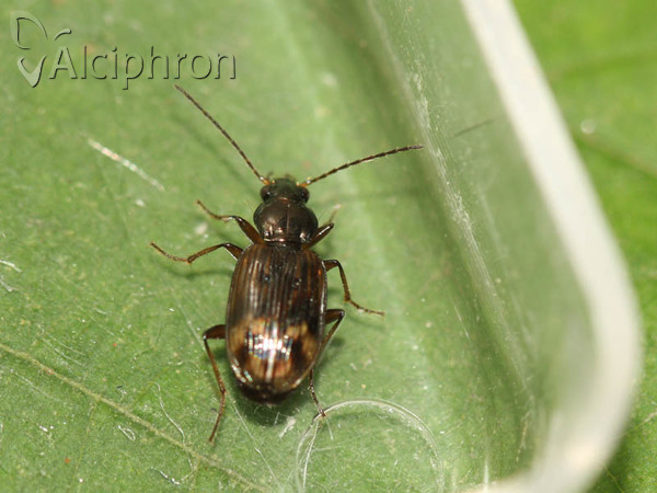 Bembidion dentellum