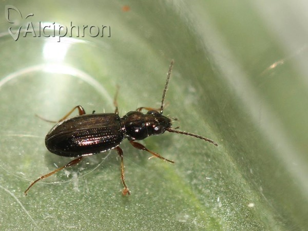 Bembidion lampros