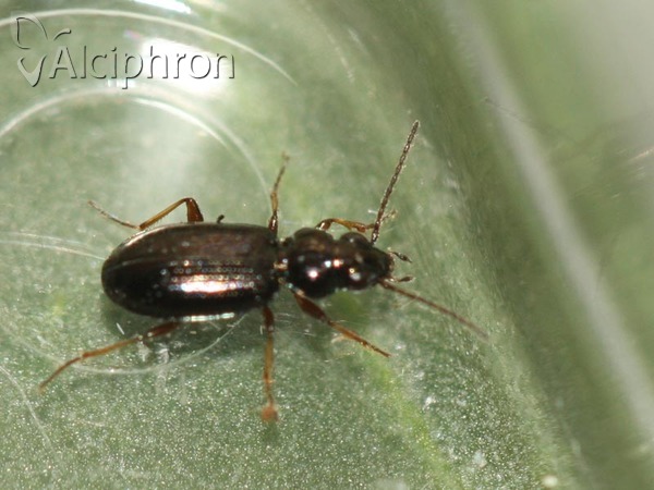 Bembidion lampros