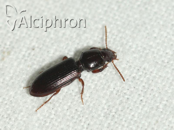 Clivina fossor