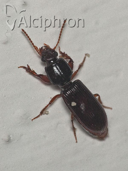 Clivina fossor