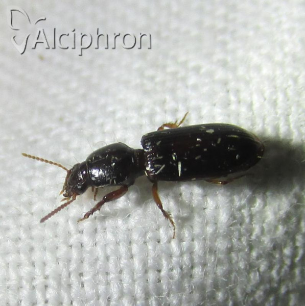 Clivina fossor