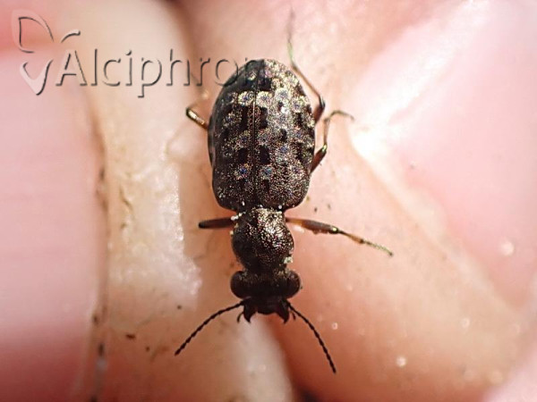 Elaphrus aureus