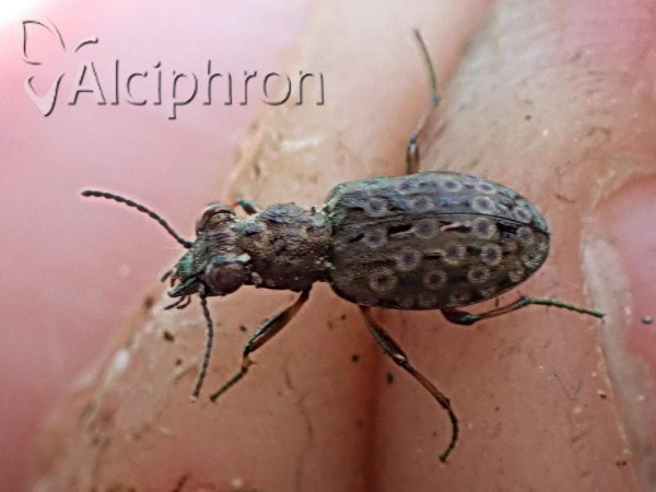 Elaphrus aureus