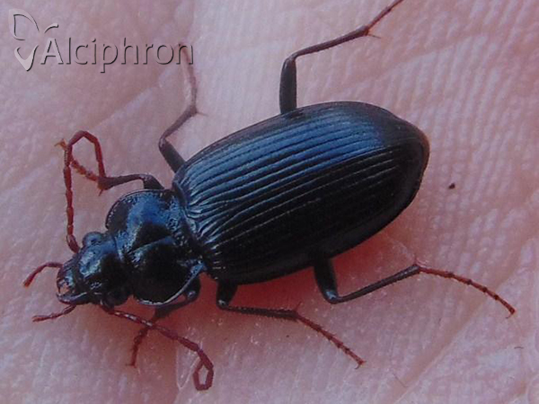 Nebria brevicollis