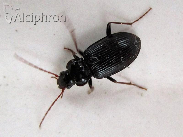 Nebria brevicollis