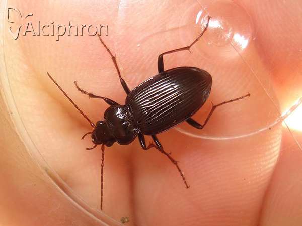 Nebria brevicollis