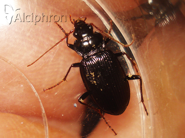 Nebria brevicollis