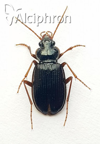 Nebria brevicollis