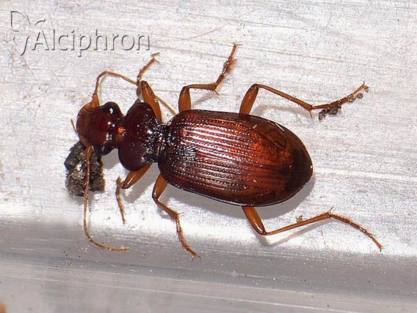 Leistus ferrugineus