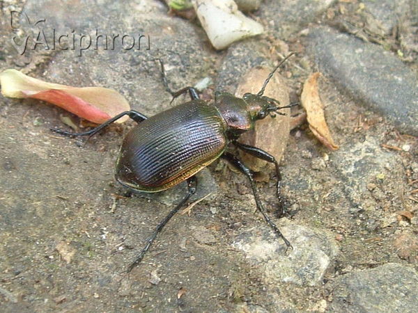 Calosoma inquisitor