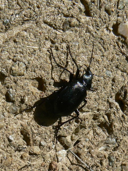 Calosoma inquisitor