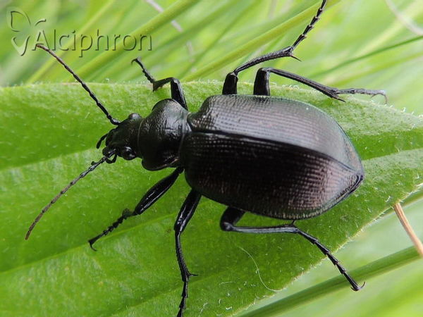 Calosoma inquisitor