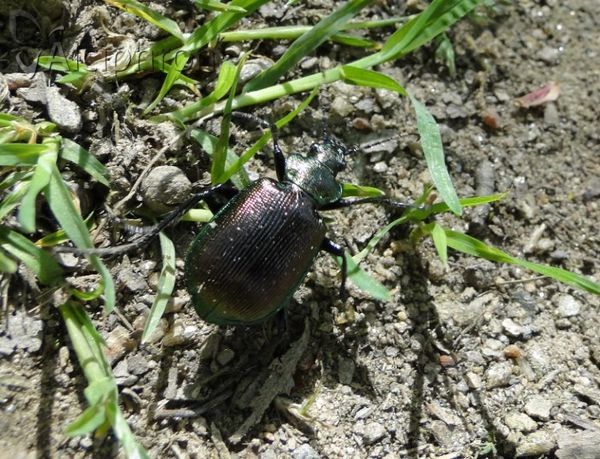 Calosoma inquisitor