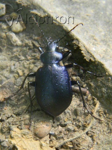 Calosoma inquisitor