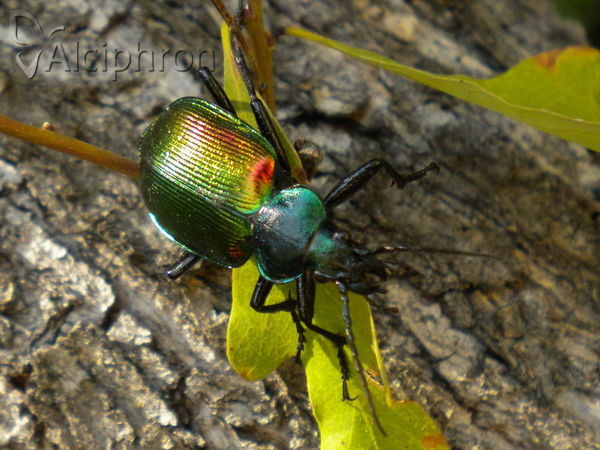 Calosoma sycophanta