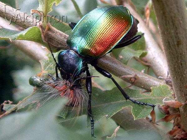Calosoma sycophanta