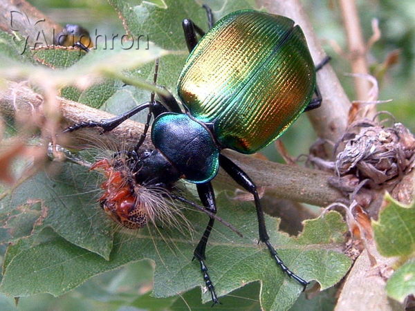 Calosoma sycophanta