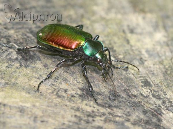 Calosoma sycophanta